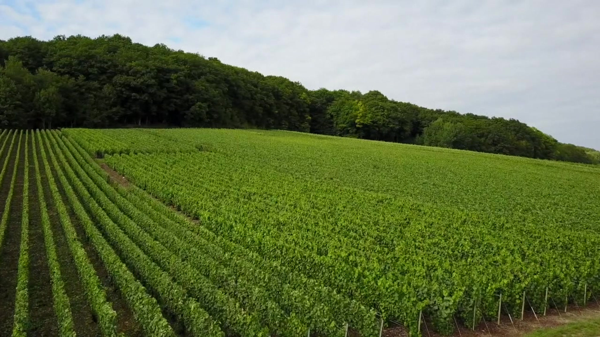 Survol vignes Moussy / Overflight of the Moussy vineyards